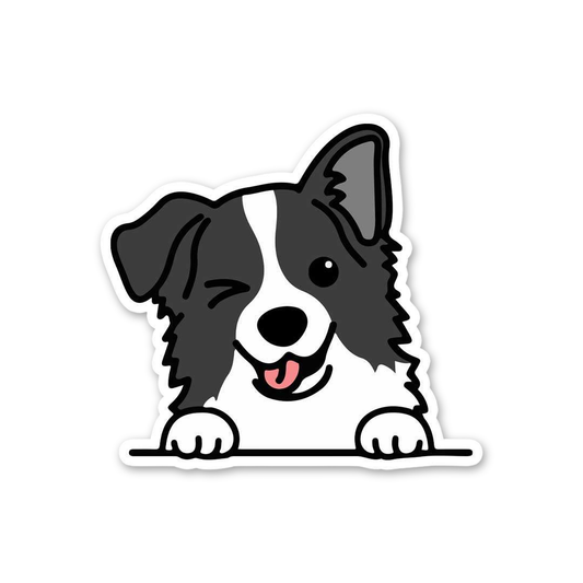 Winking Border Collie Peek
